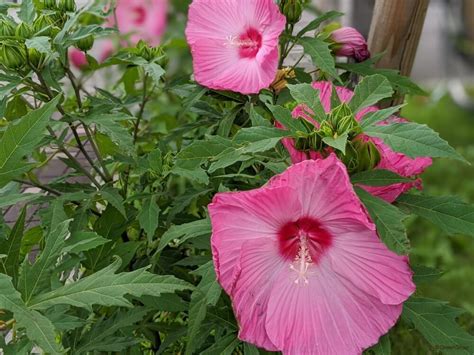 芙蓉樹|フヨウ（芙蓉）とは？育て方・栽培方法